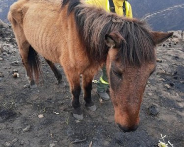 Rescataron a un caballo quemado por los incendios en el Pan de Azúcar