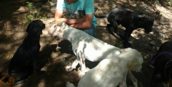 Se recupera el perro que fue arrastrado por una camioneta en Carlos Paz 